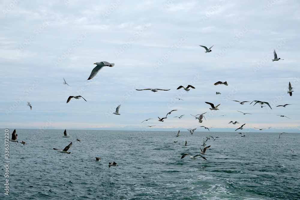 Different types of seagulls in the sky. Birds fly behind a fishing boat. Animals catch small fish. Black Sea. Spring, day, overcast.
