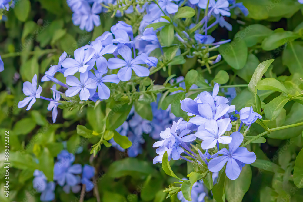 Plumbago europaea, also known as the common leadwort, is a plant species in the genus Plumbago found in the Mediterranean Basin and Central Asia
