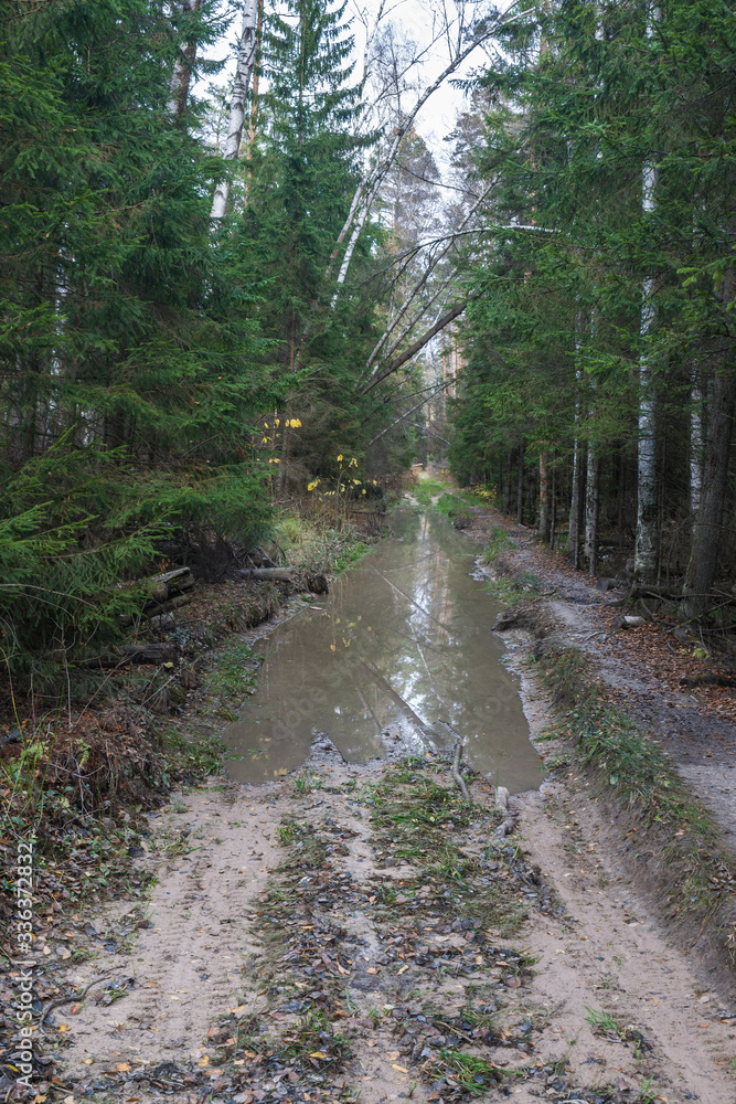 Autumn forest, impassable road after autumn rains, broken by heavy machinery. The road on which all-terrain vehicles carry trees cut down in the forest.