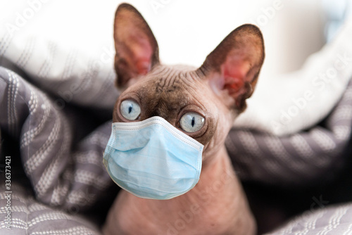 bald cat with a medical mask lies under a blanket with a surprised expression on its face, Sphynx, protection from coronavirus © Elena