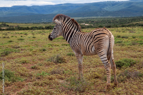 Zebra Baby im Addo Elephant National Park