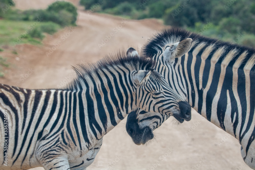 Zebras kuscheln auf der Straße Zebras kuscheln auf der Straße