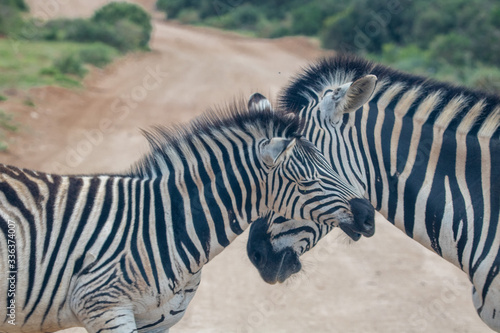 Zebras kuscheln auf der Stra  e