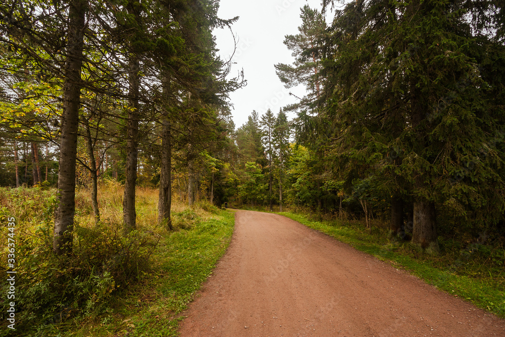 Beautiful road in the autumn coniferous forest. Beautiful road in the autumn coniferous forest.
