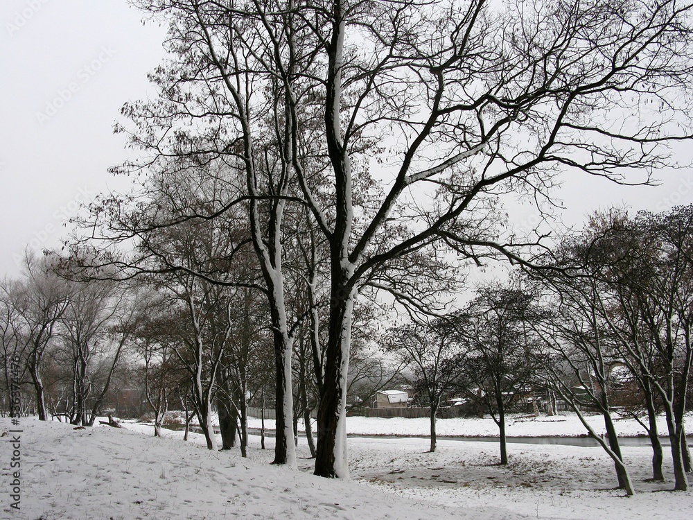 Fototapeta premium Winter