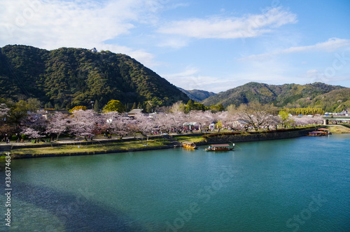 錦帯橋から見る桜並木 © y.tanaka