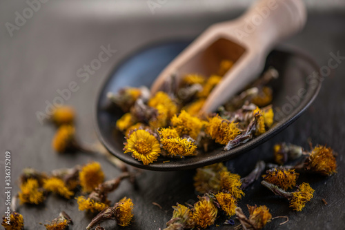 dry dried flower bud heads Tussilago farfara coltsfoot close up of styled studio shot alternative remedy medical tea ingredience 