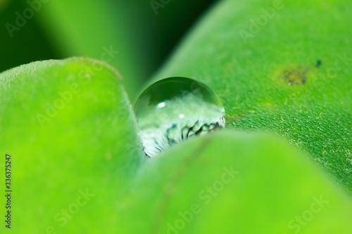 Green background made of fresh plants. Natural texture photo