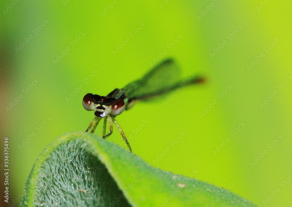 Macro picture of dragonfly in the nature Macro picture of dragonfly in the nature