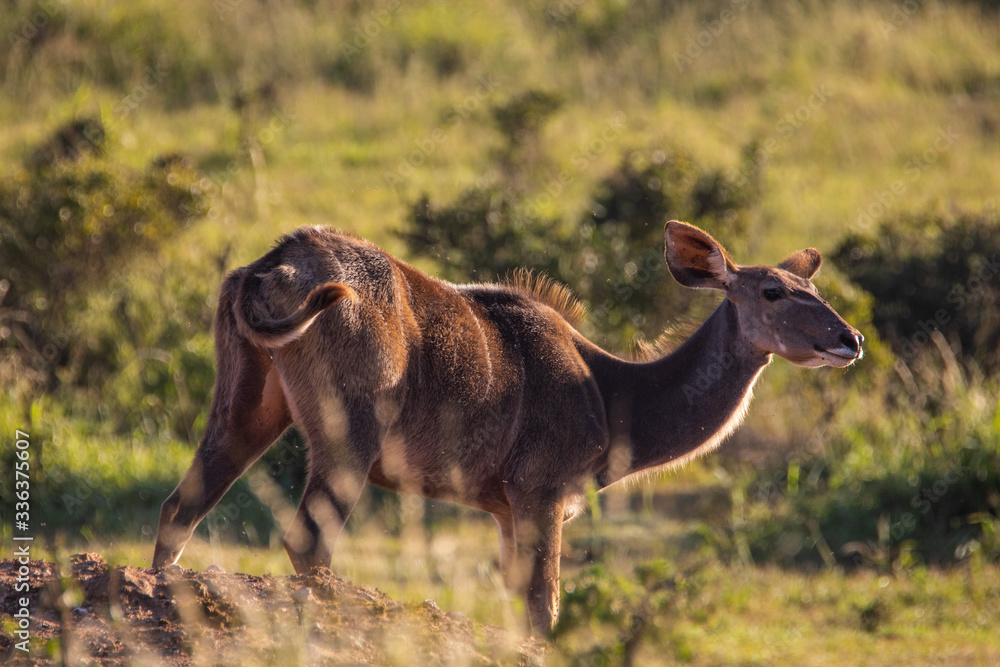 Fototapeta premium Antilope im Addo Elephant National Park