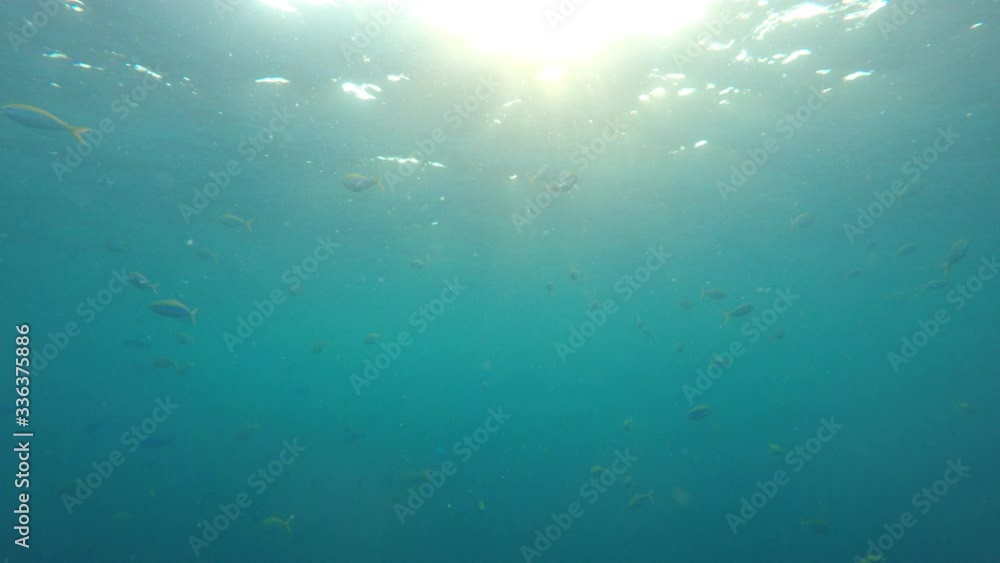 Underwater sunlight and fish in blue ocean video Underwater sunlight and fish in blue ocean video