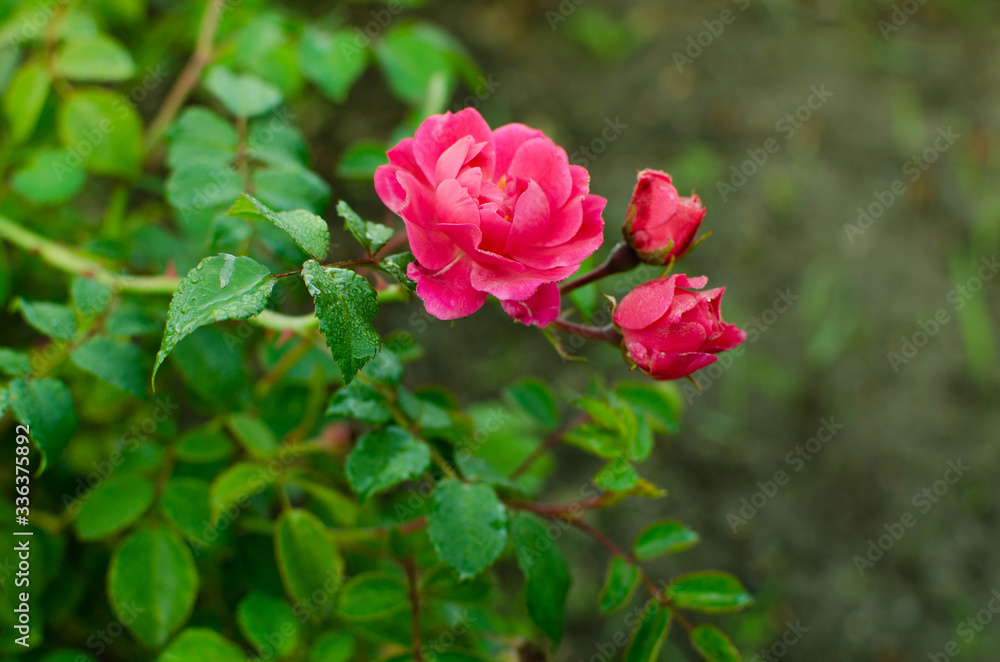 Blooming wild rose buds on a green background. Blooming wild rose buds on a green background.