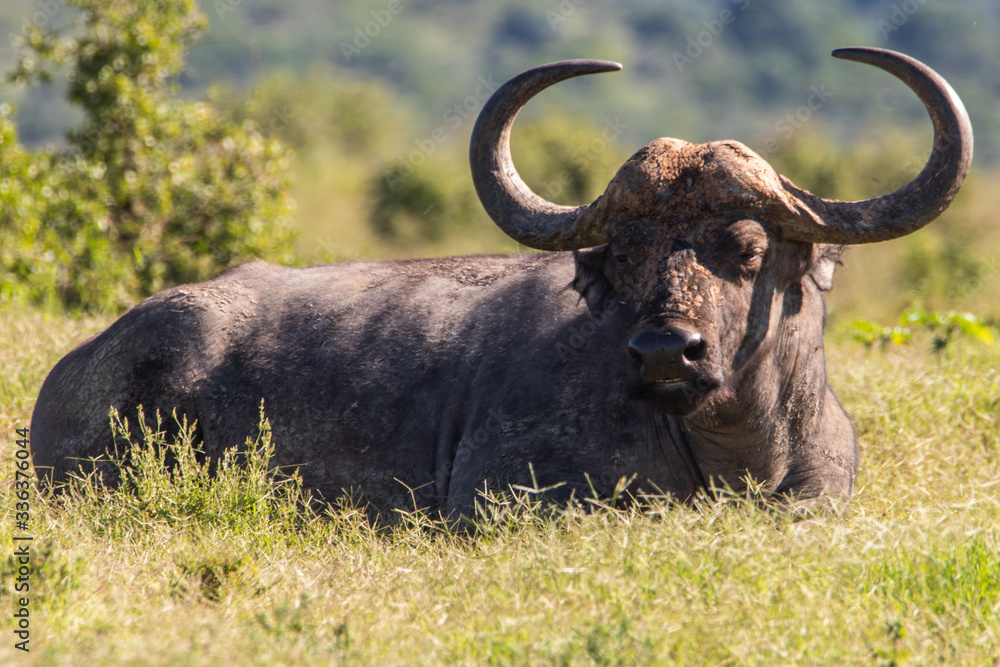 Fototapeta premium Büffel im Addo Elephant Nationalpark in Südafrika