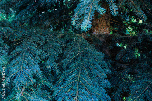 Bright blue needles of the Christmas tree. Shades of blue. Bright blue background