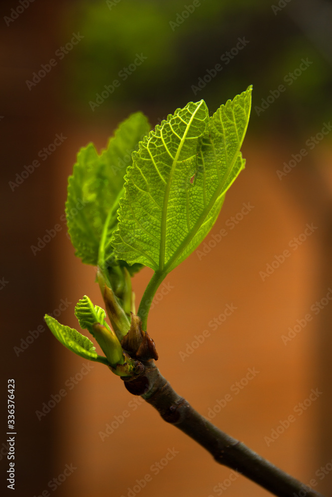 Naklejka premium Planta