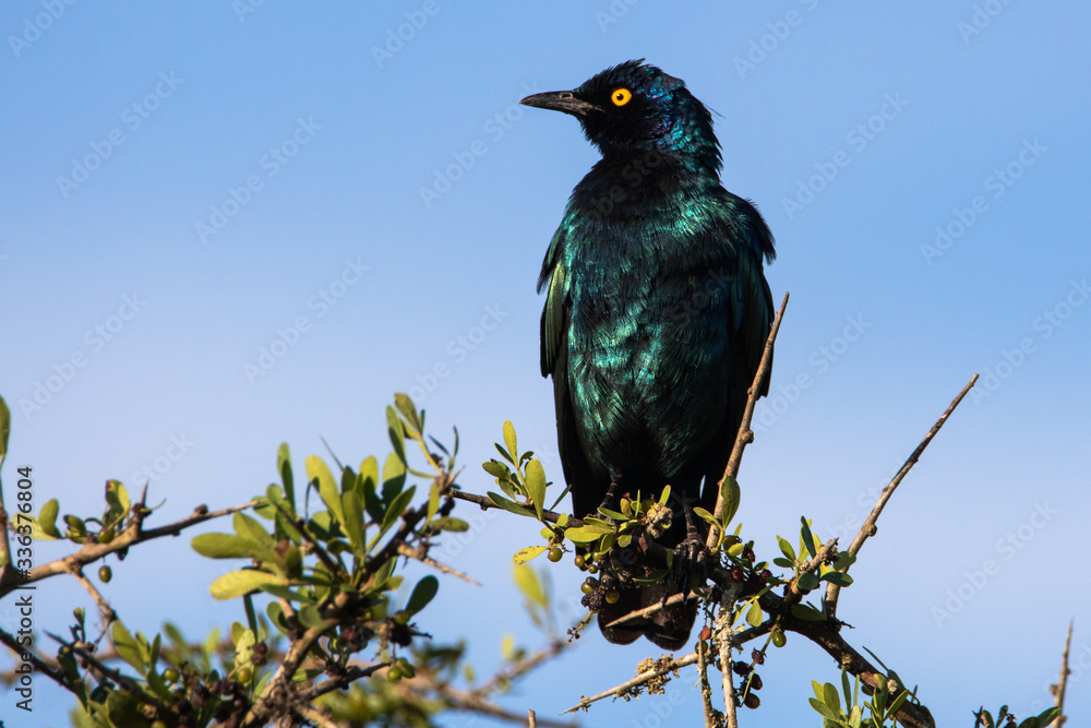 Fototapeta premium Glanzstar in Südafrika