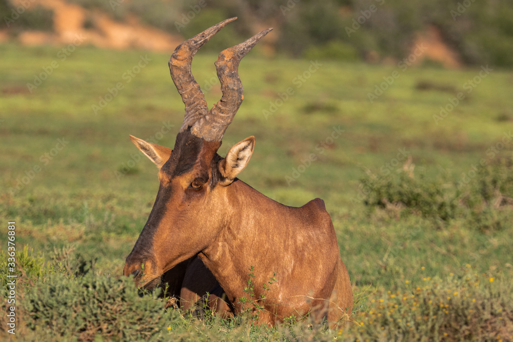 Antilope in Südafrika Antilope in Südafrika