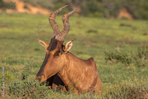 Antilope in S  dafrika