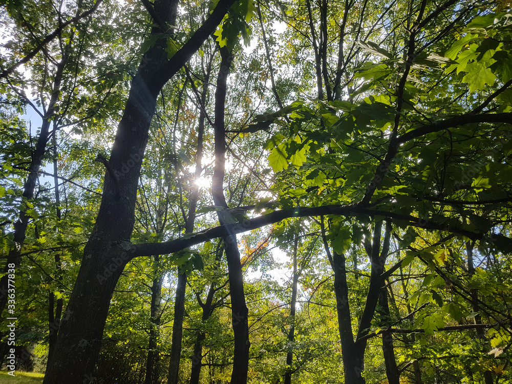 Obraz premium tops of the trees in a summer forest.