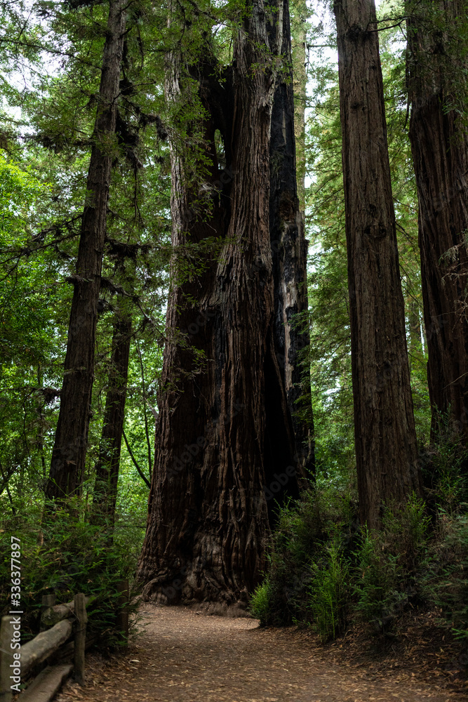 Obraz premium Santa Cruz Giant Red Woods