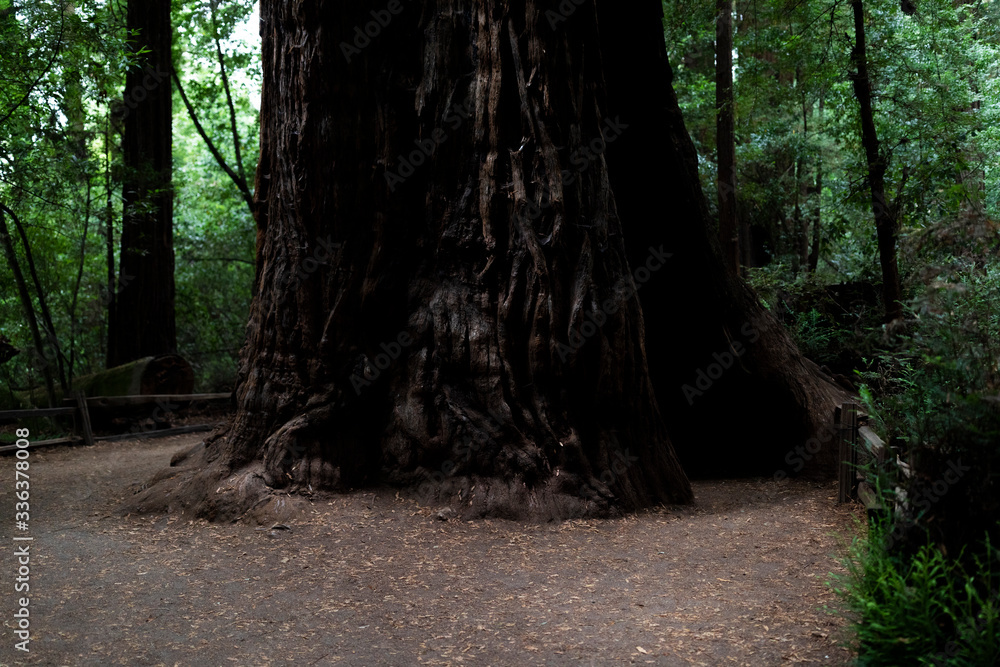 Santa Cruz Giant Red Woods Santa Cruz Giant Red Woods