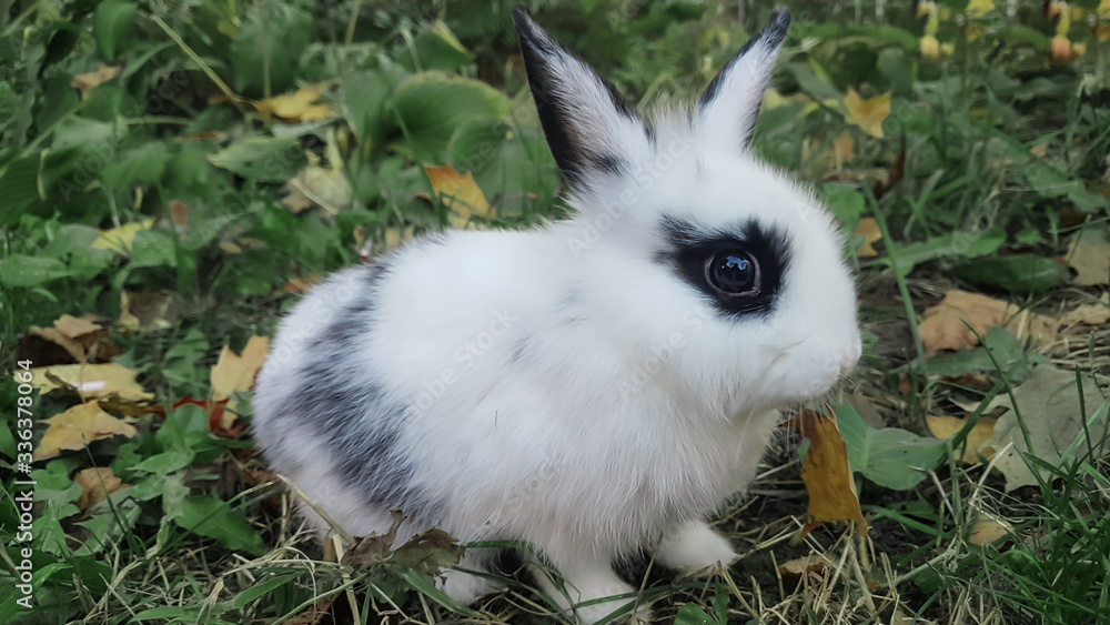 close up.a pretty rabbit sitting on the grass. close up.a pretty rabbit sitting on the grass.
