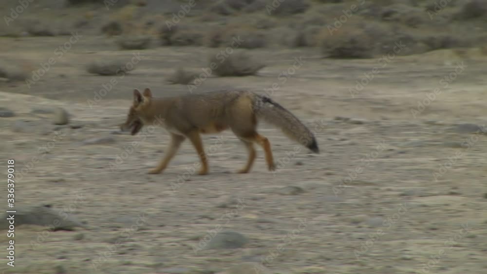 Follow Shot Of Wild Fox Walking Along Dusty Ground In Southern Argentina Follow Shot Of Wild Fox Walking Along Dusty Ground In Southern Argentina