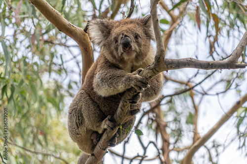 Close up of Koala moving in trees along the great ocean road Victoria Australia