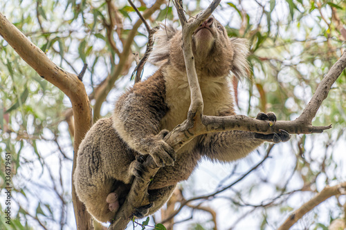 Photography Close up of Koala moving in trees along the great ocean road Victoria Australia