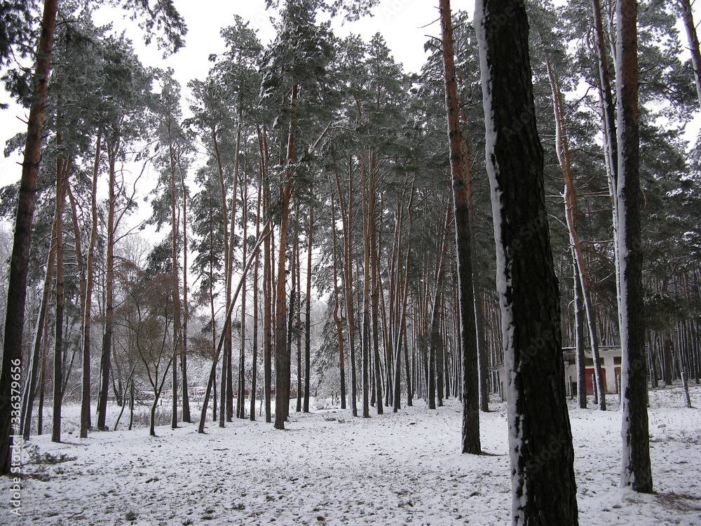 Fototapeta premium Winterscape