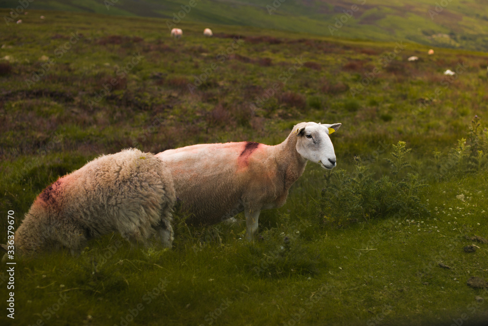 Obraz premium Owca