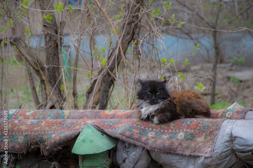 Photo of a stray cat on pipes