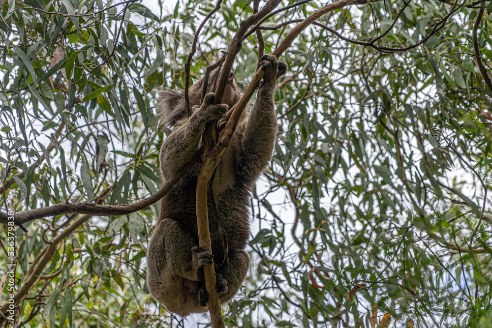 Fototapeta premium Zamknij się Koala poruszających się na drzewach wzdłuż wielkiej drogi oceanicznej Victoria Australia
