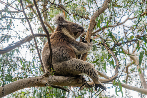Fototapeta Naklejka Na Ścianę i Meble -  Close up of Koala moving in trees along the great ocean road Victoria Australia