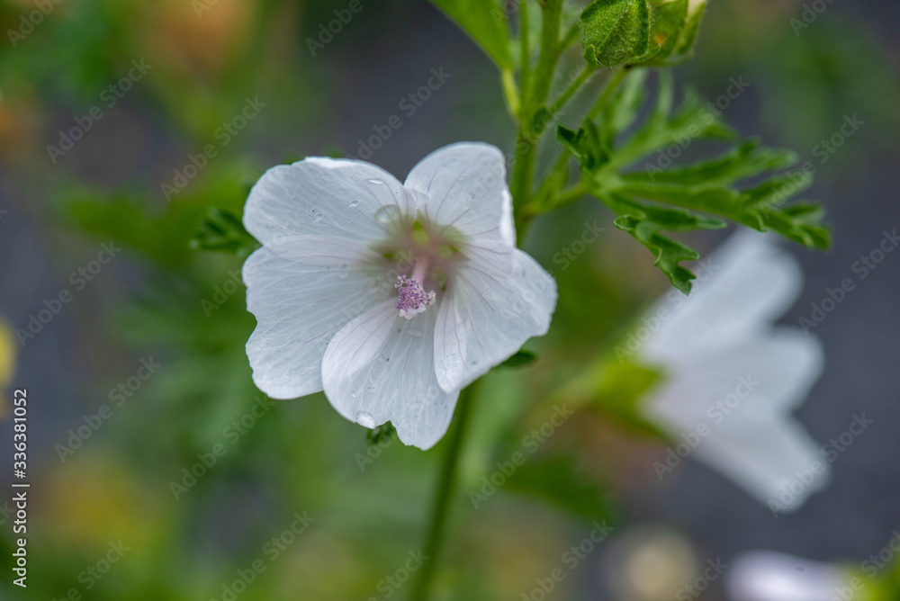 Fototapeta premium Malve