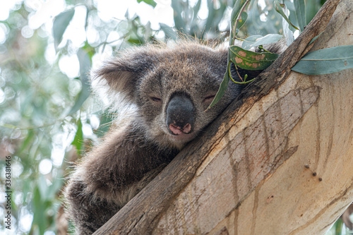 Photography Close up of Koala sleeping in tree focusing on head eyes and ears into sunlight