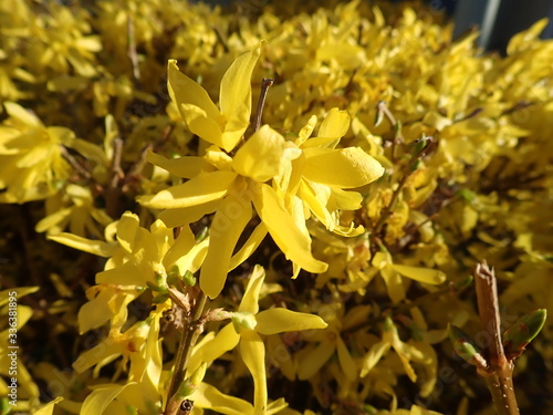 blossoming yellow forsythia in the spring