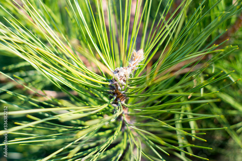 Green pine cone in a Pine Tree