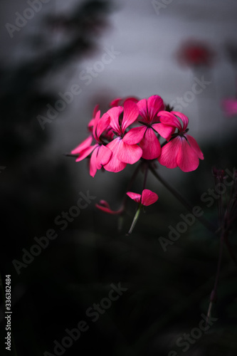 Pink flower