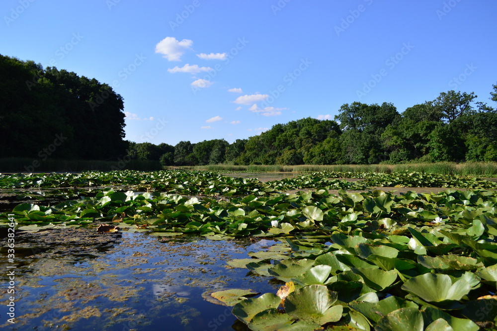 the lake with lilies
