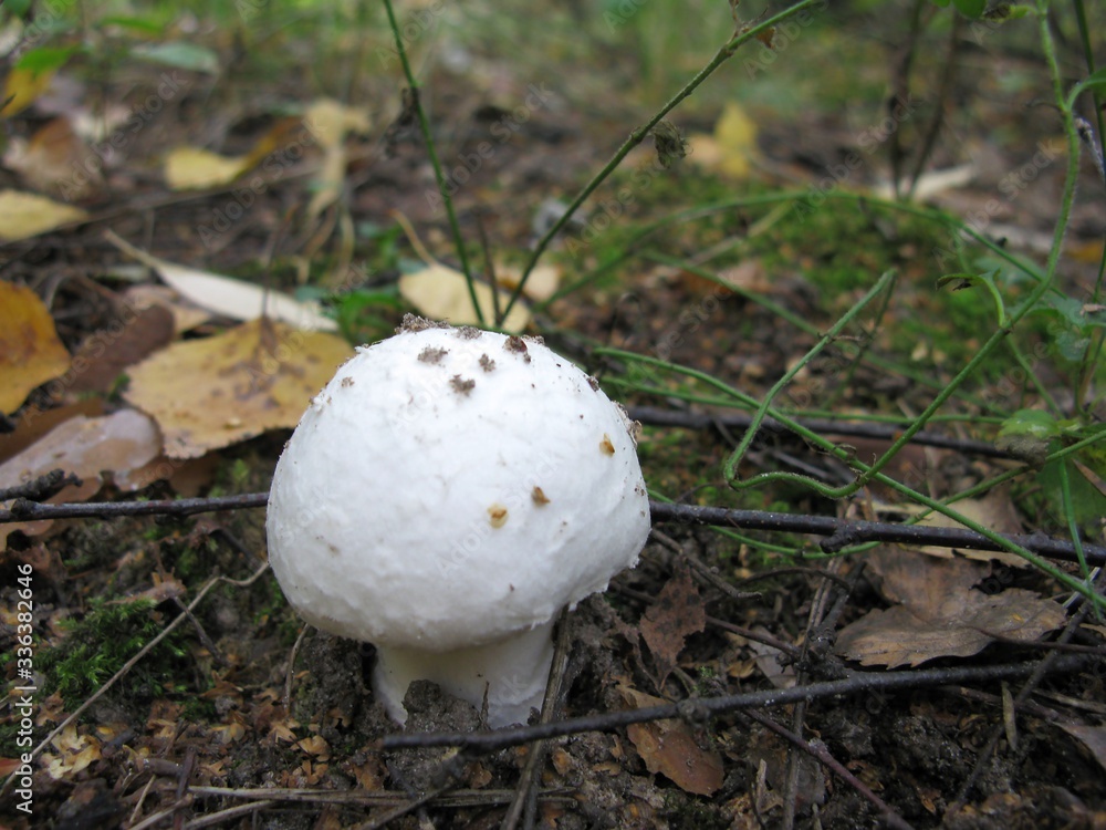 Mushroom Mushroom