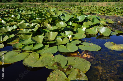 the lake with lilies