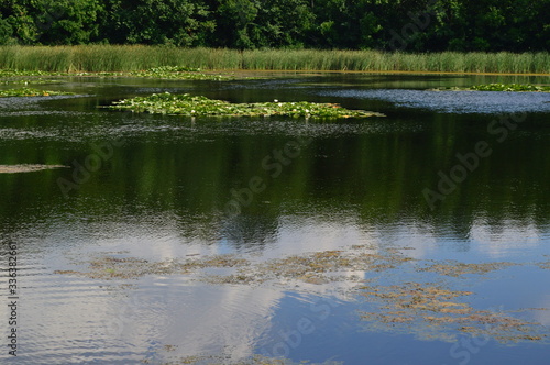 the lake with lilies