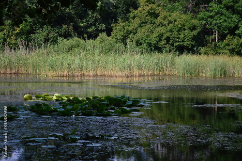 the lake with lilies