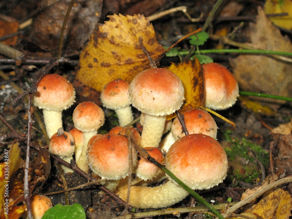 Mushrooms Mushrooms