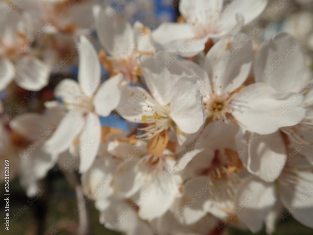 white blooming cherry tree in the spring white blooming cherry tree in the spring