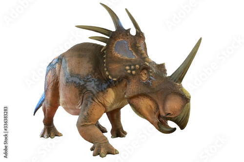 Portrait of styracosaurus isolated on white background.Styracosaurus is an herbivore dinosaur lived in cretaceous period photo