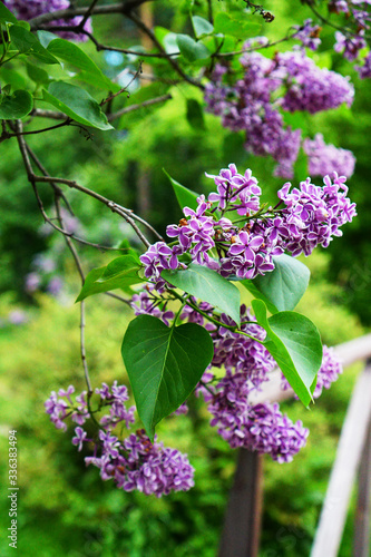 purple lilac in the garden on a branch in the spring garden