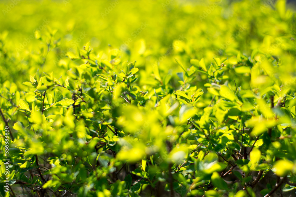 Bush with green leaves close-up Bush with green leaves close-up