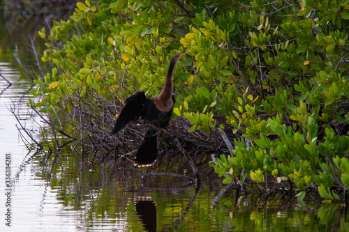 Large bird in a Florida pond at Pelican Island National Wildlife Refuge